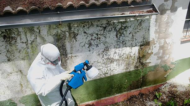 Top rated local Mold Remediation specialists in New Market, TN